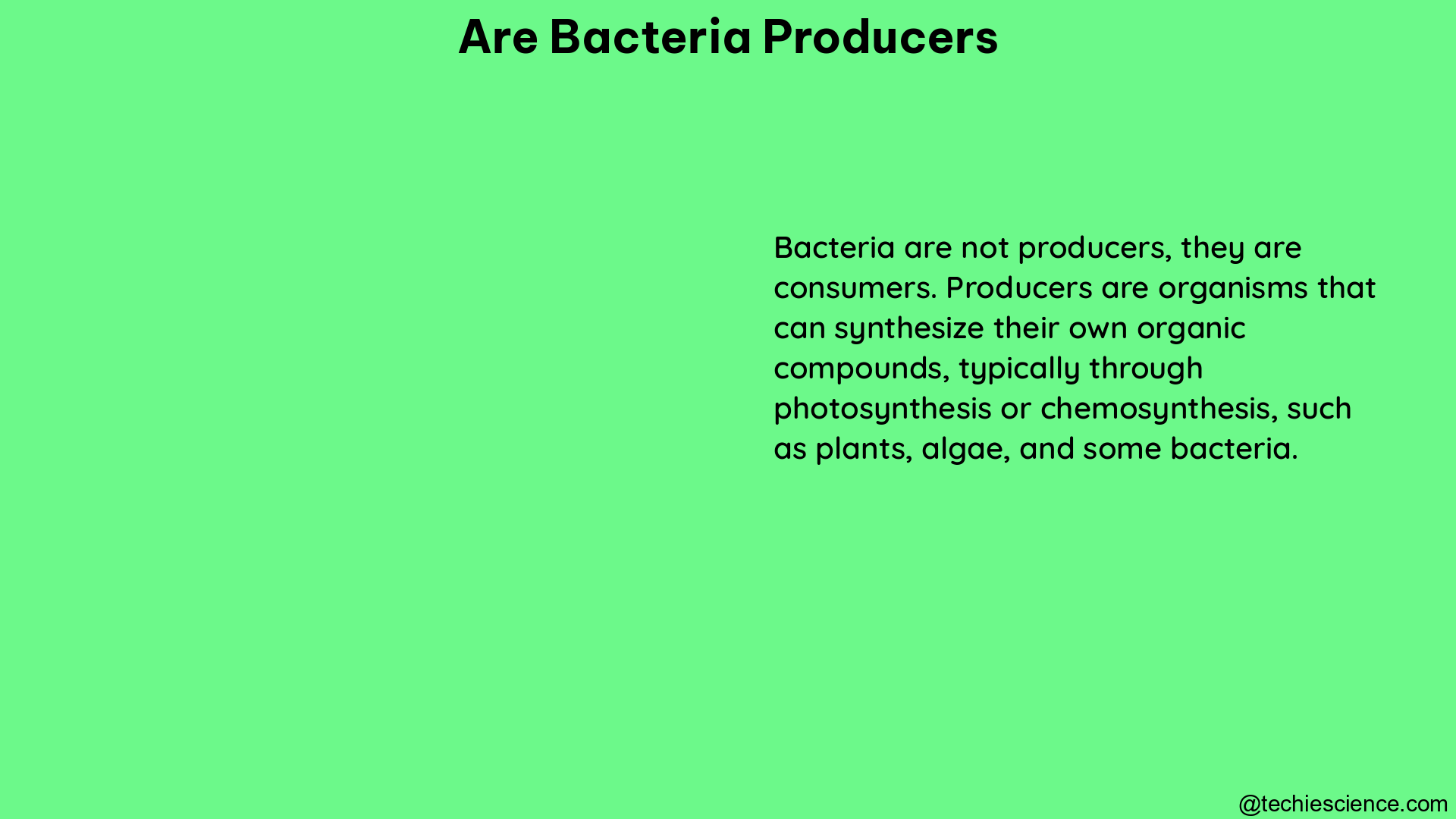 are bacteria producers