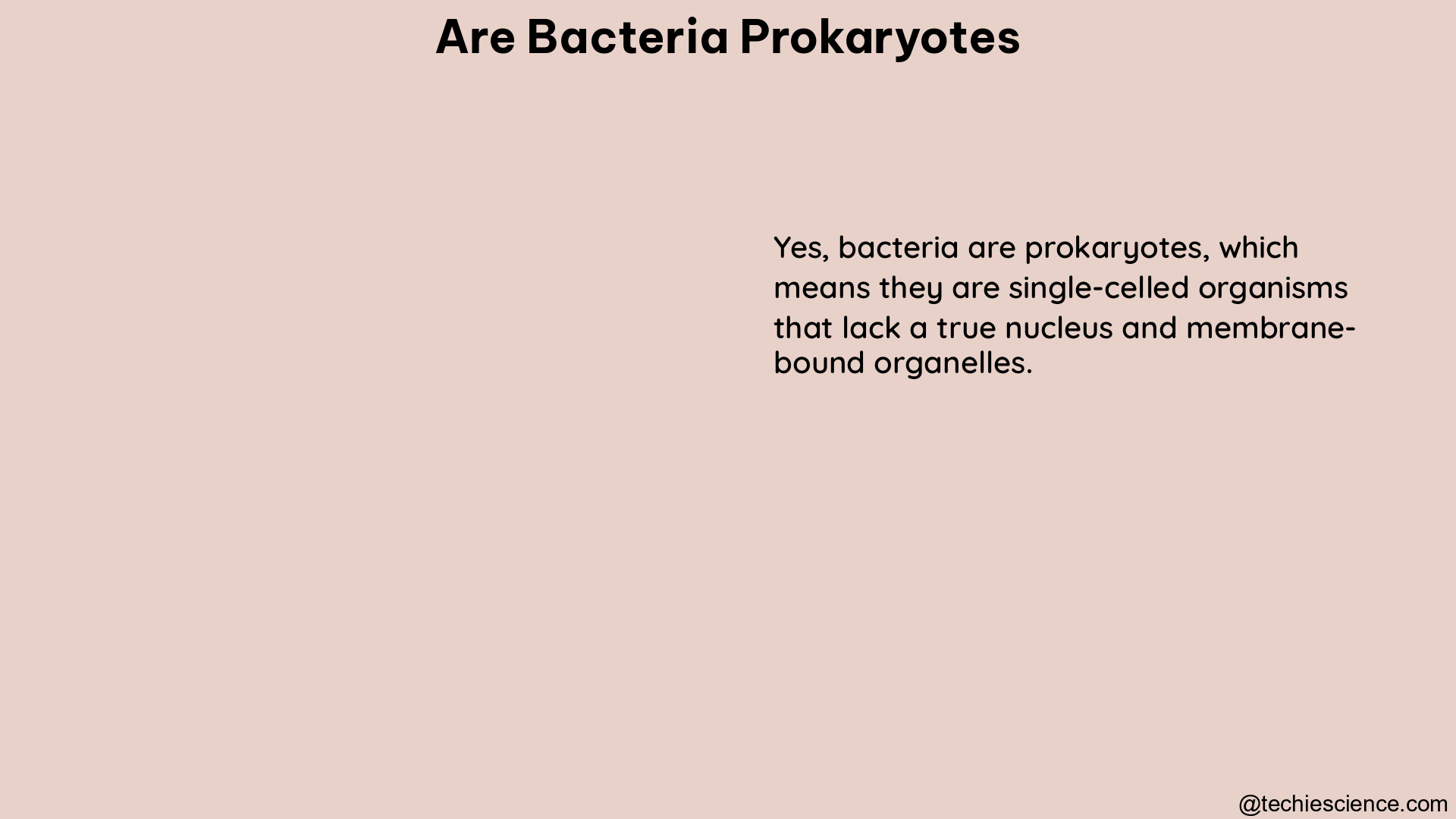 are bacteria prokaryotes