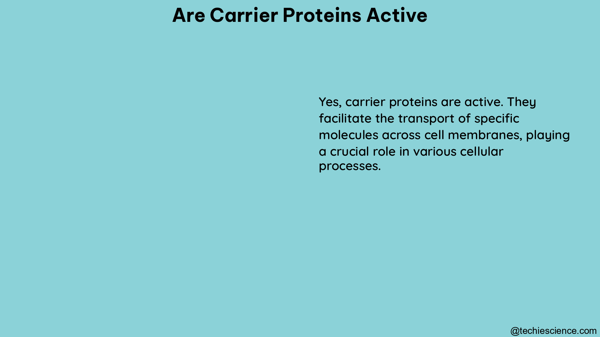 are carrier proteins active