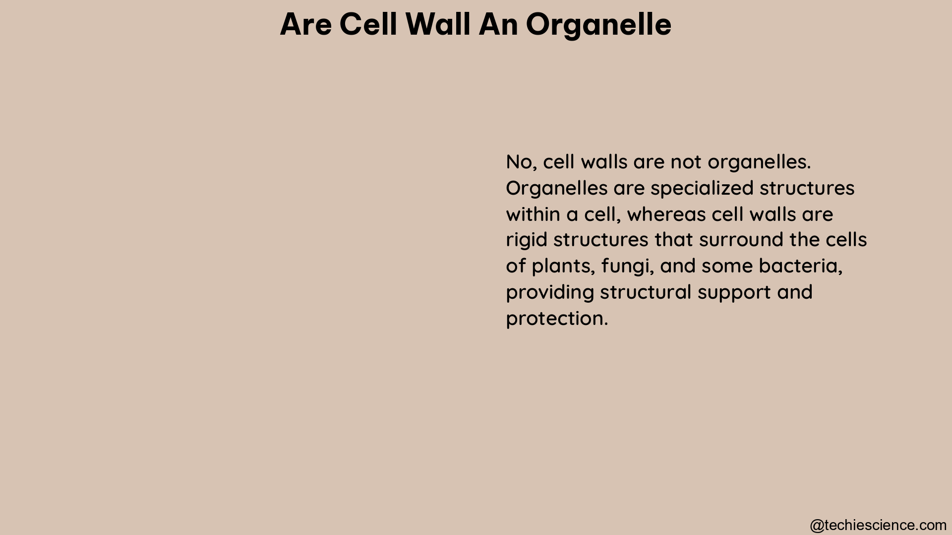 are cell wall an organelle