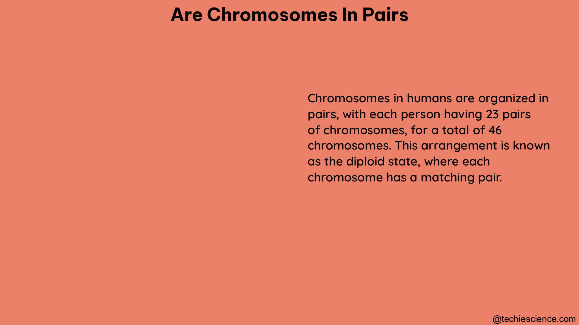 are chromosomes in pairs