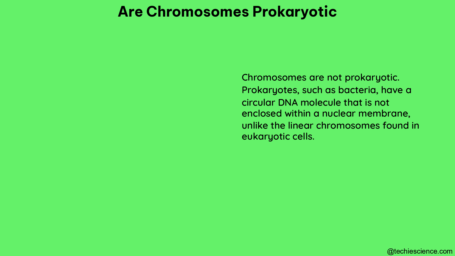 are chromosomes prokaryotic