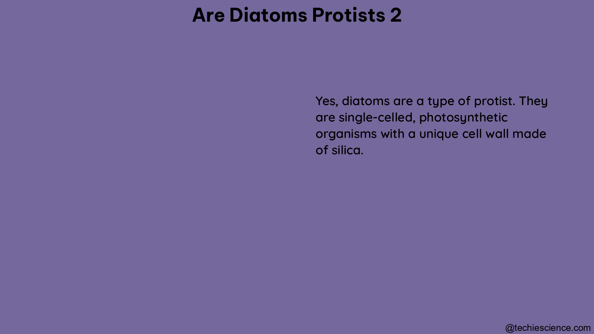 are diatoms protists 2