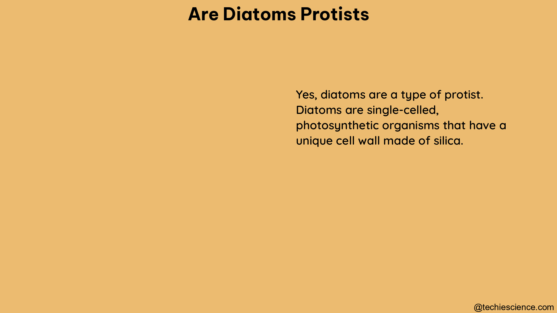 are diatoms protists