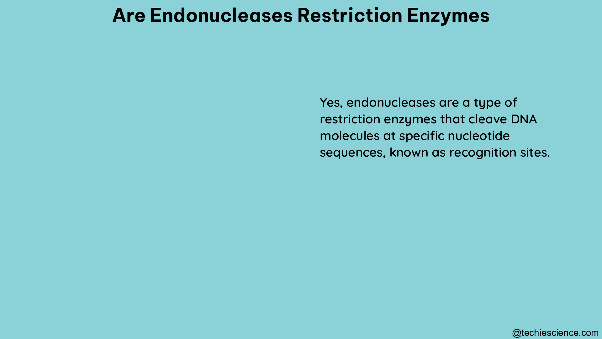 are endonucleases restriction enzymes