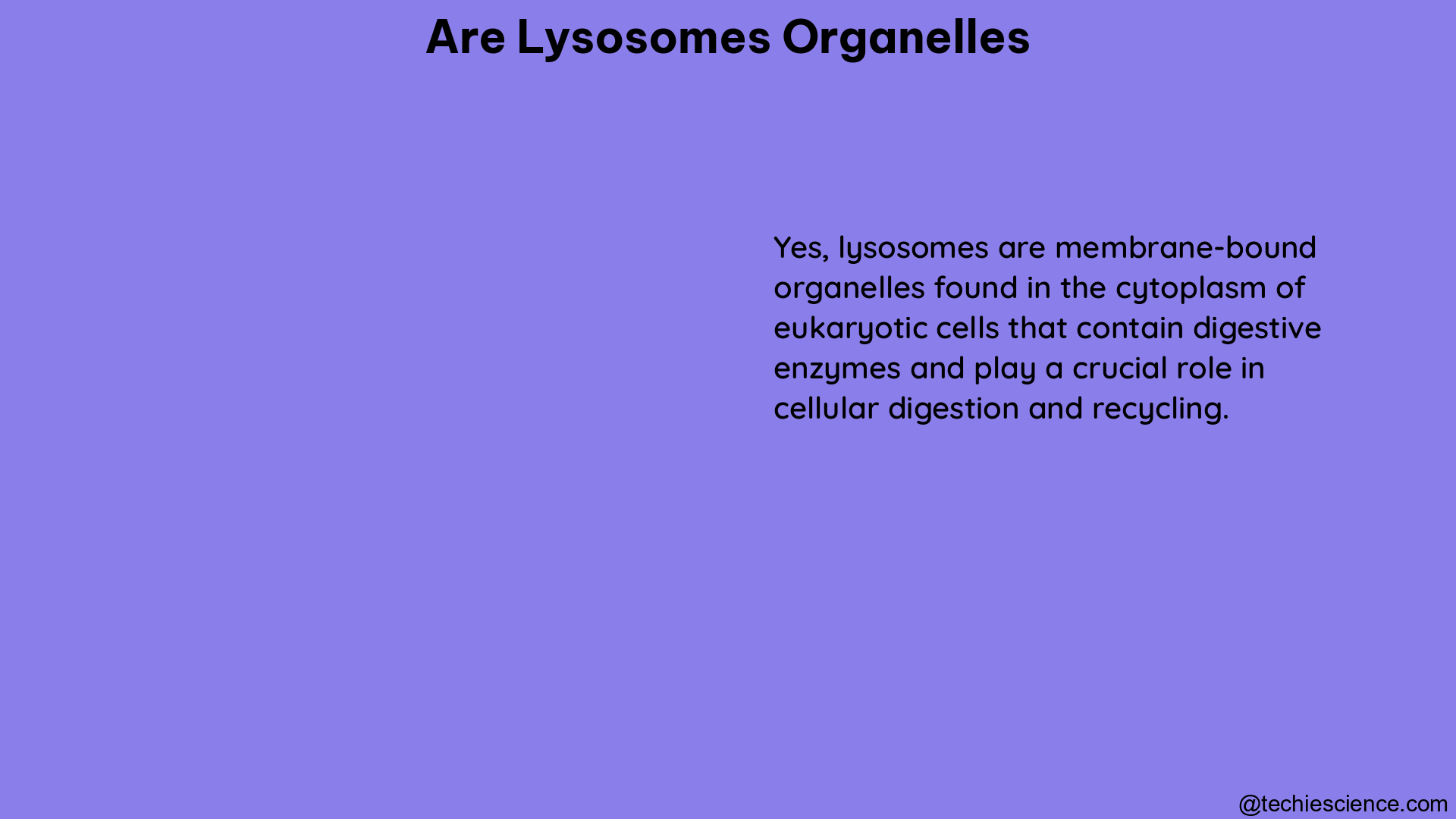 are lysosomes organelles