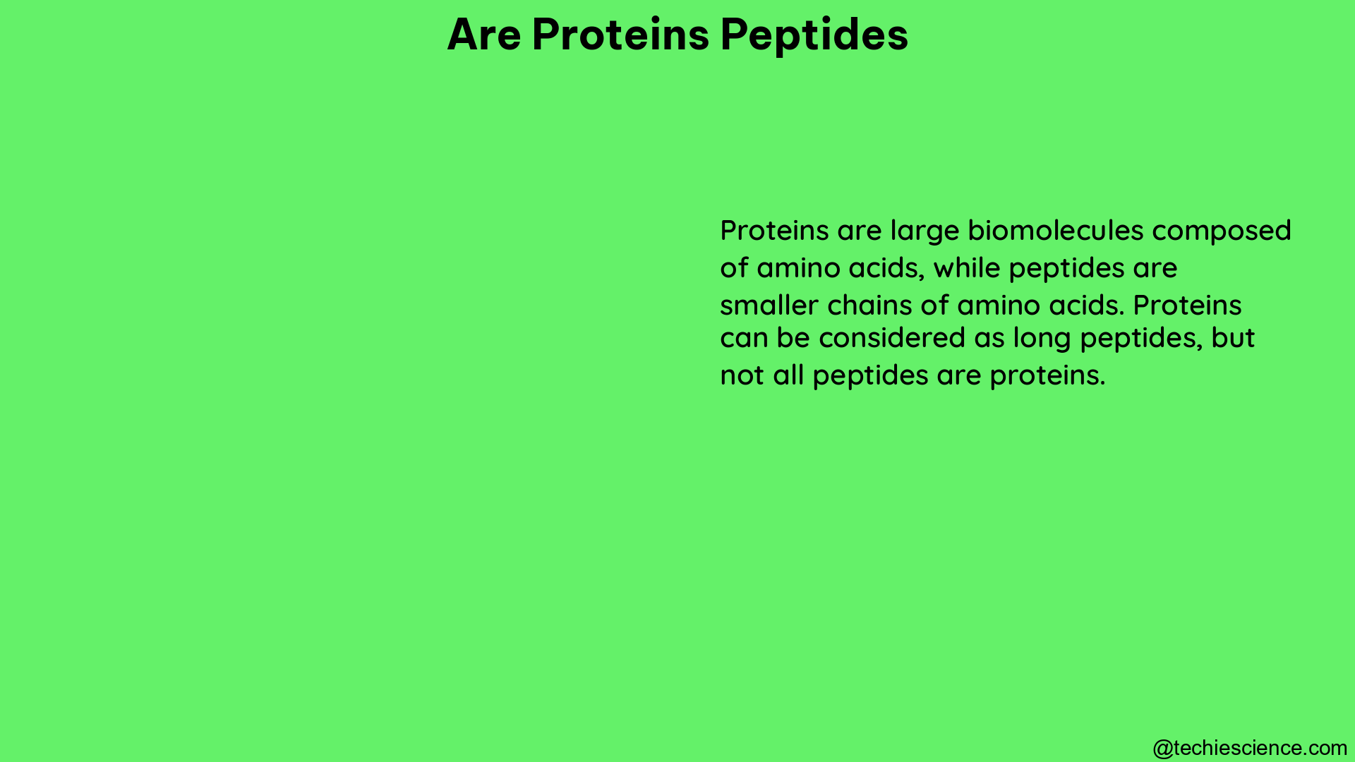 are proteins peptides