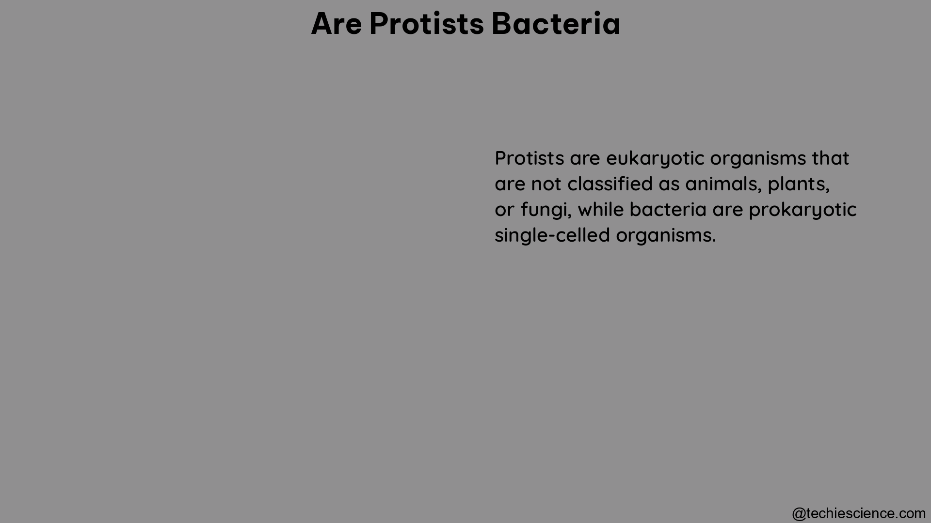 are protists bacteria