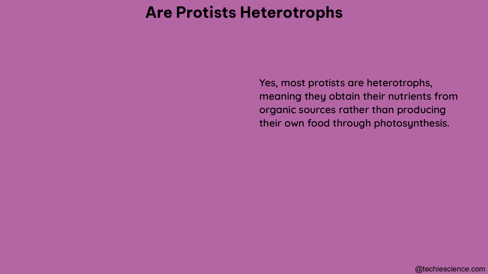 are protists heterotrophs