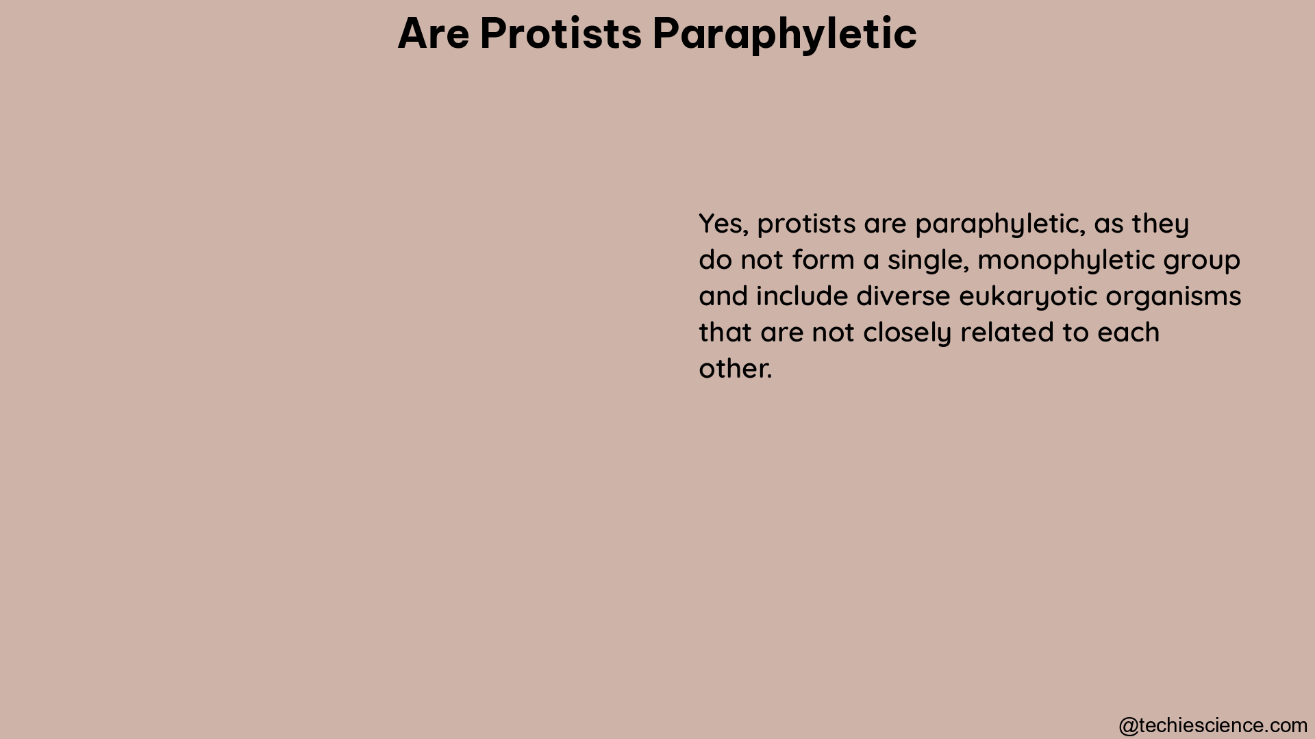 are protists paraphyletic