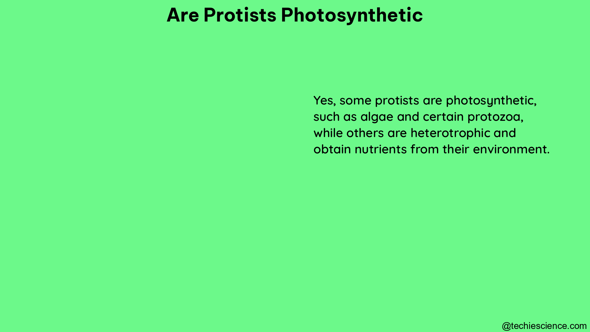 are protists photosynthetic