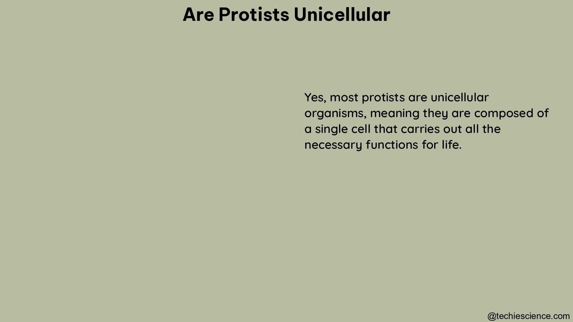 are protists unicellular