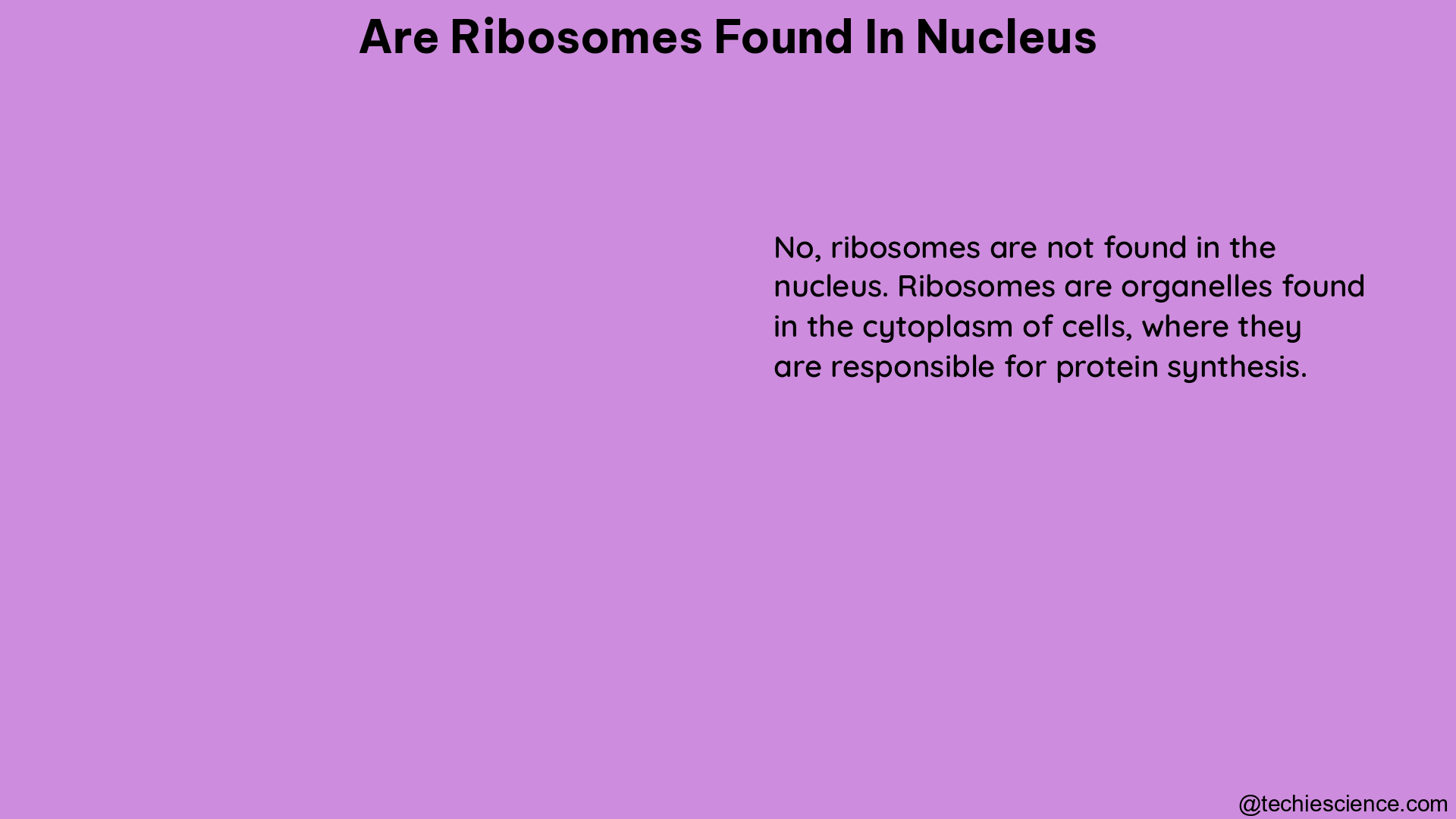 are ribosomes found in nucleus