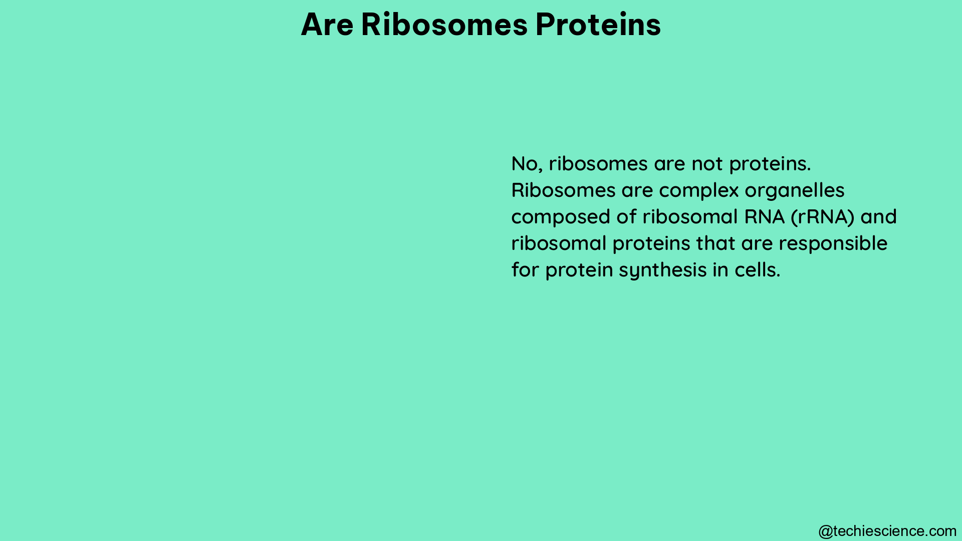 are ribosomes proteins