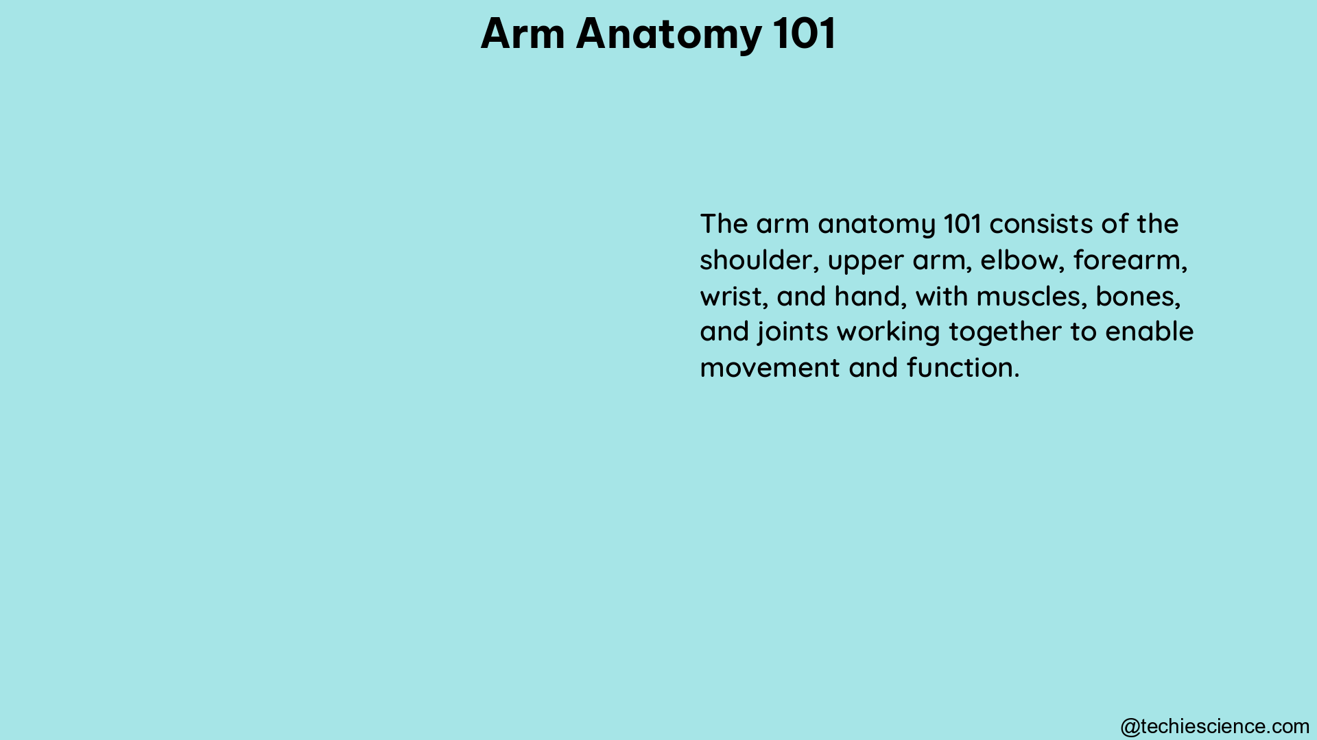 arm anatomy 101