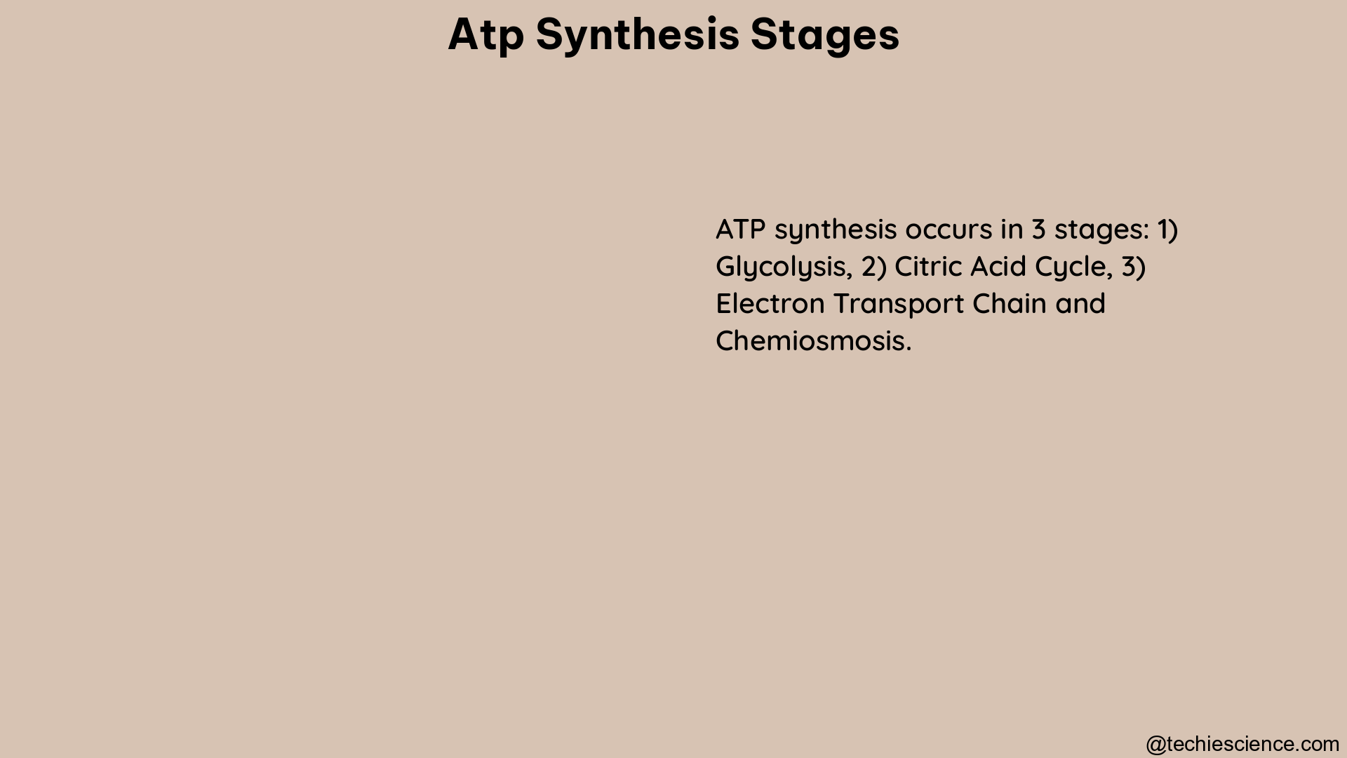 atp synthesis stages