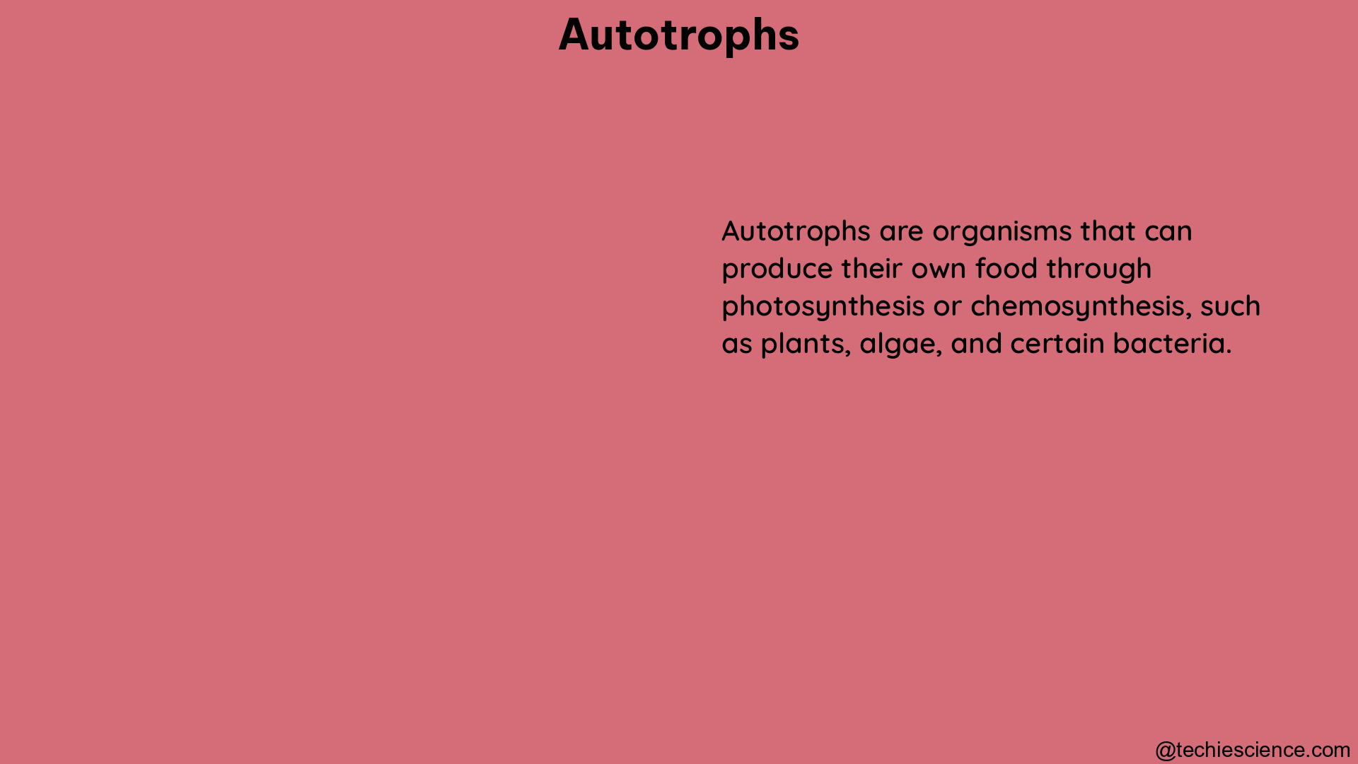 autotrophs