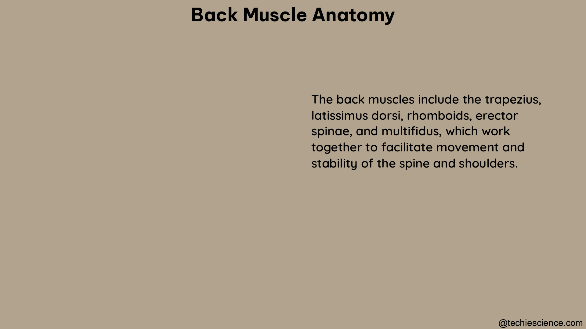 back muscle anatomy