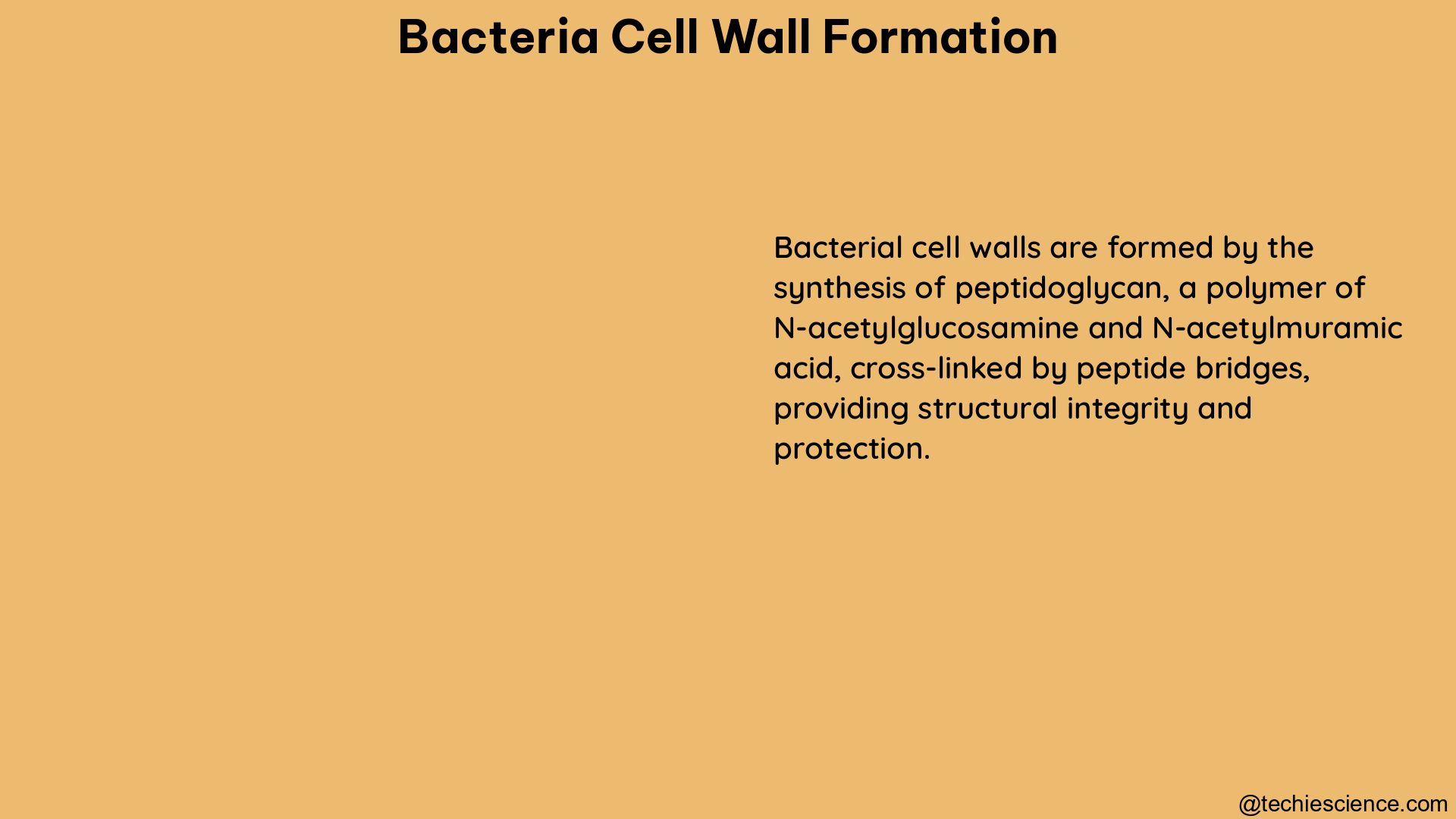 bacteria cell wall formation