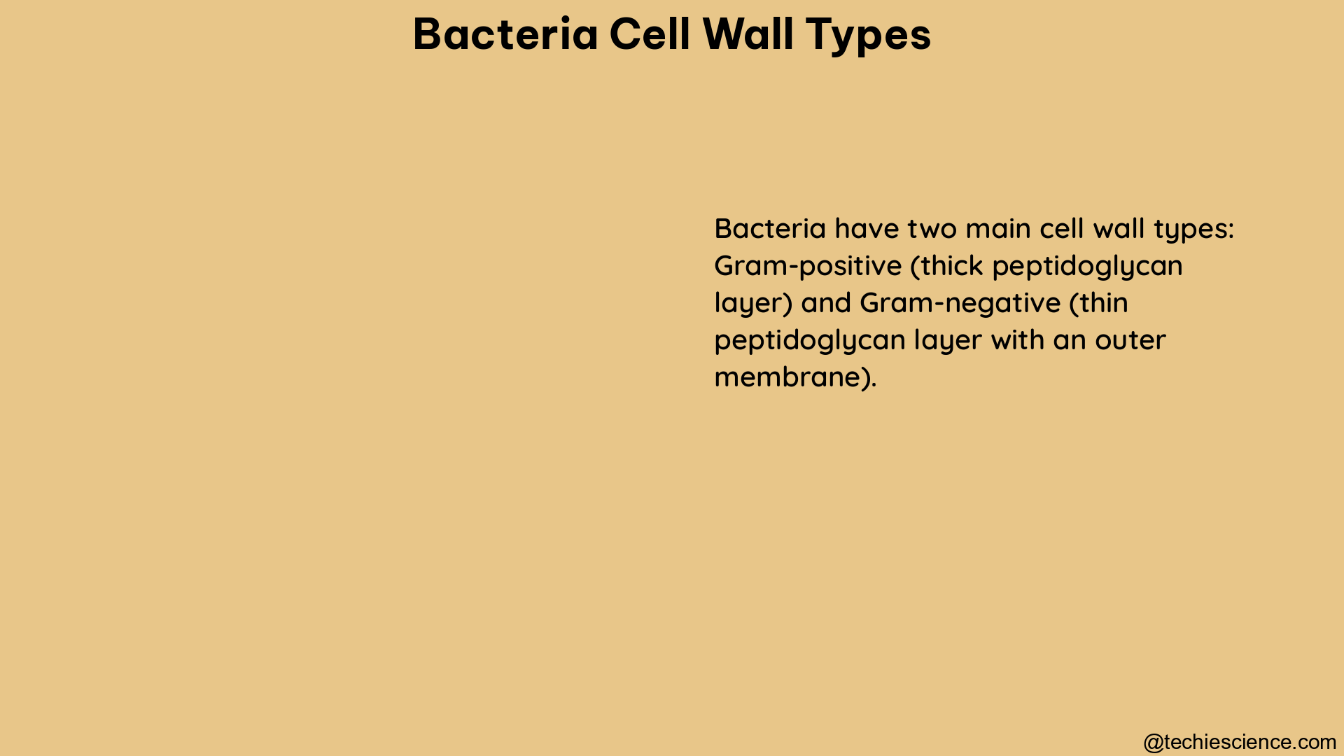 bacteria cell wall types