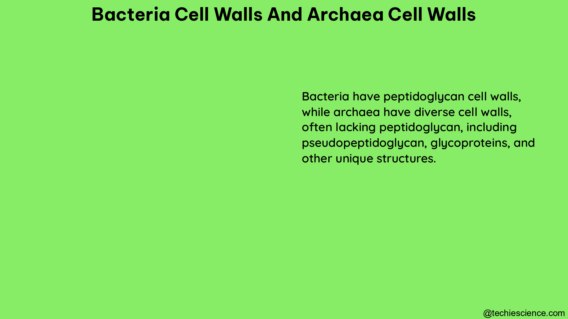 bacteria cell walls and archaea cell walls