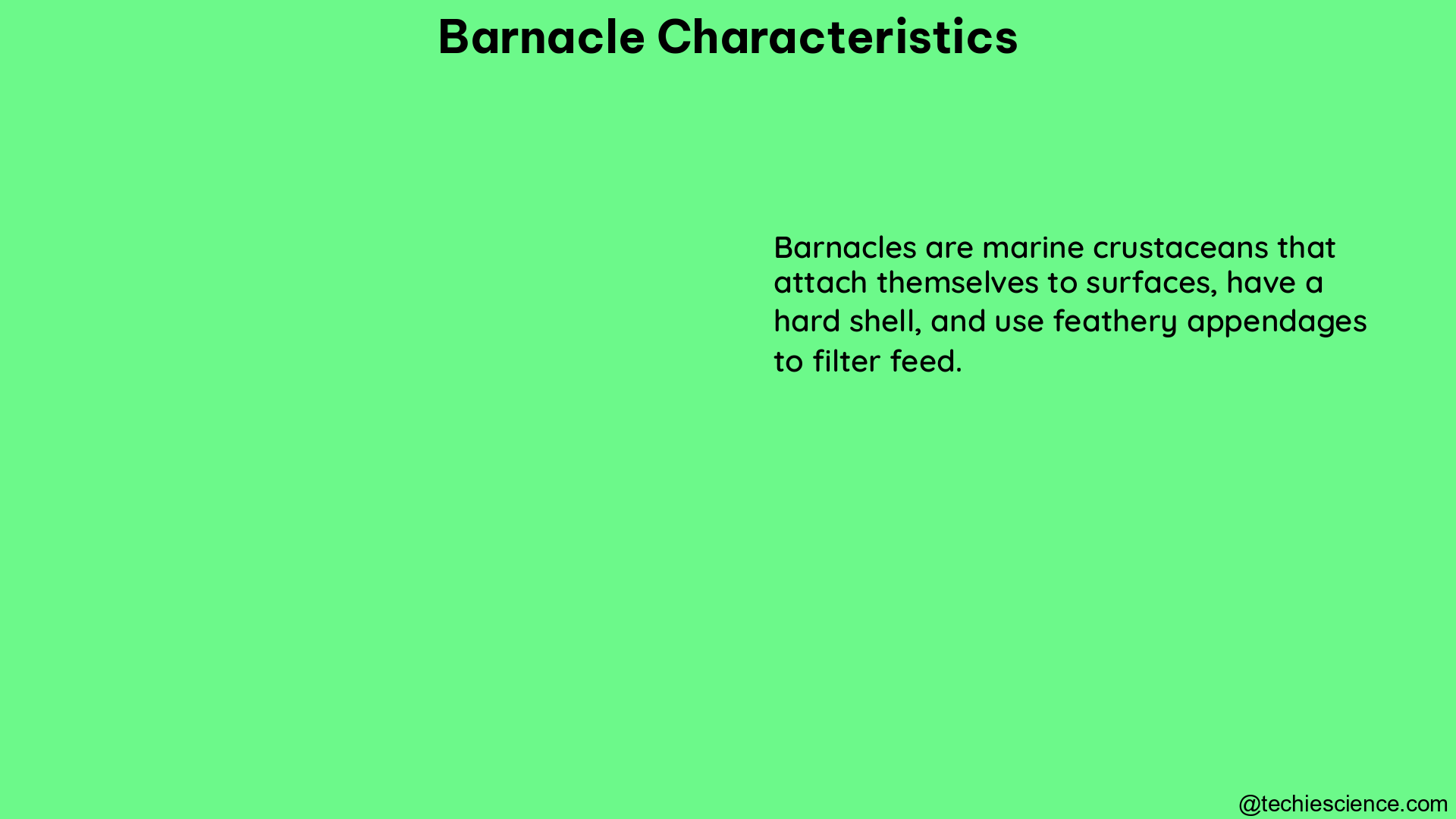 barnacle characteristics