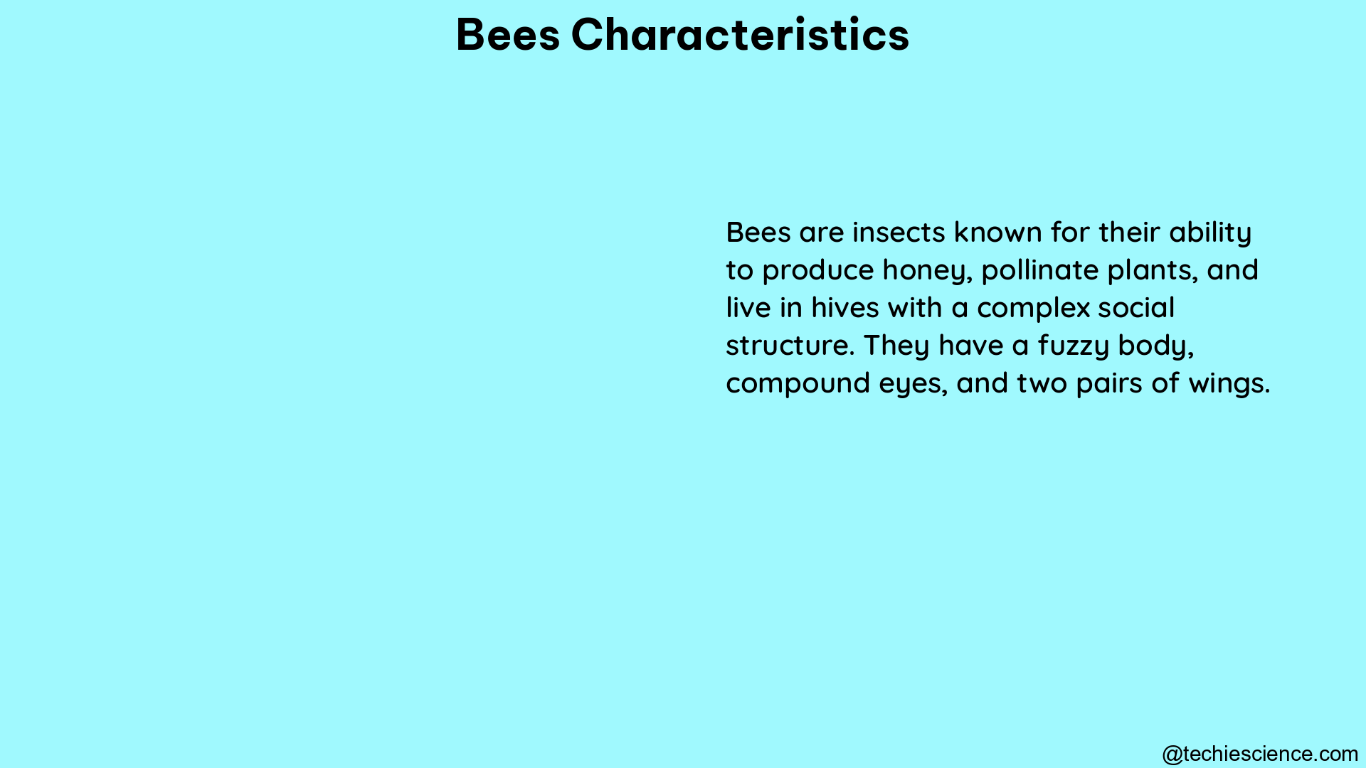 bees characteristics