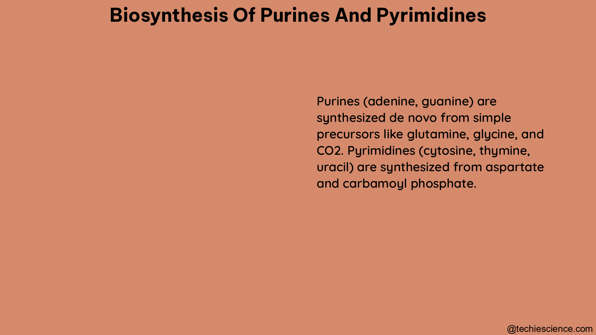 biosynthesis of purines and pyrimidines