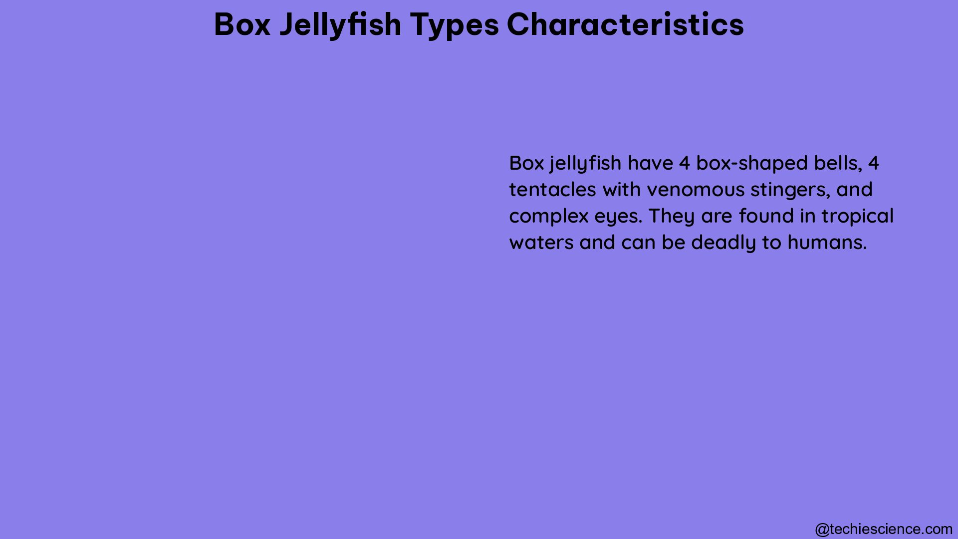 box jellyfish types characteristics