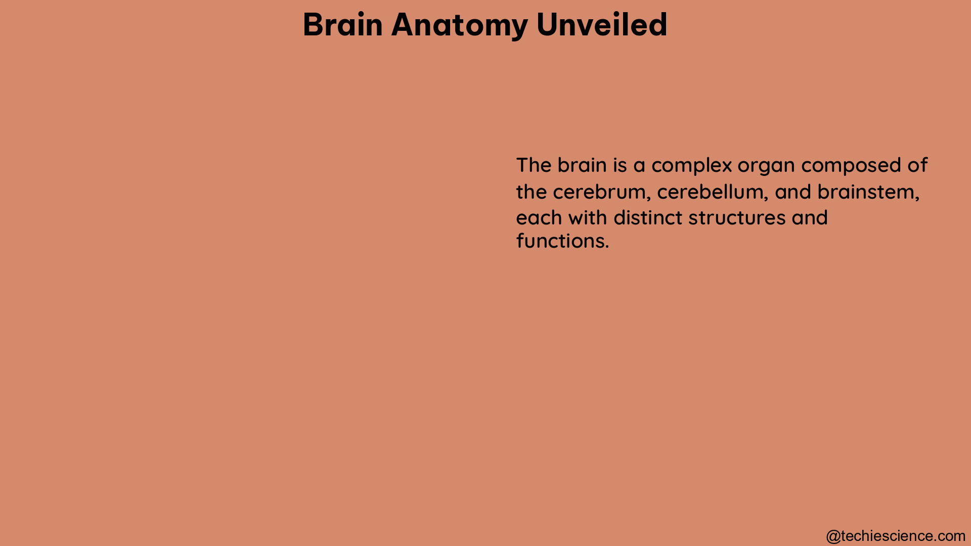 brain anatomy unveiled