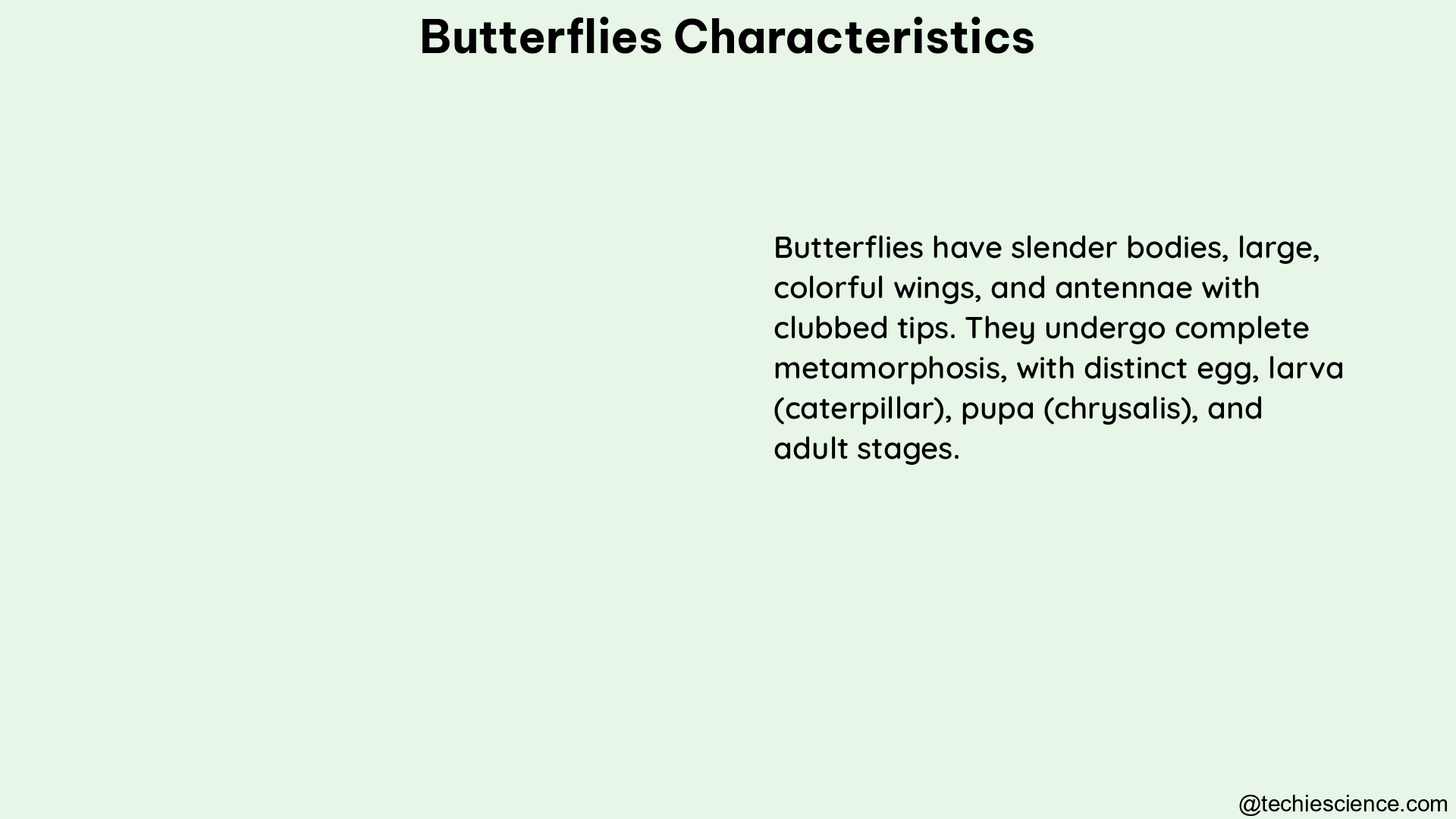 butterflies characteristics