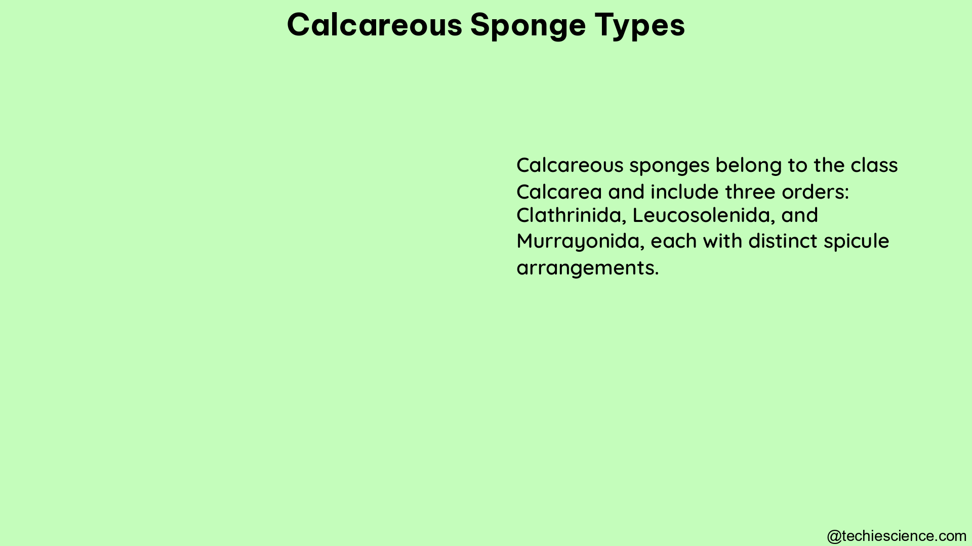 calcareous sponge types