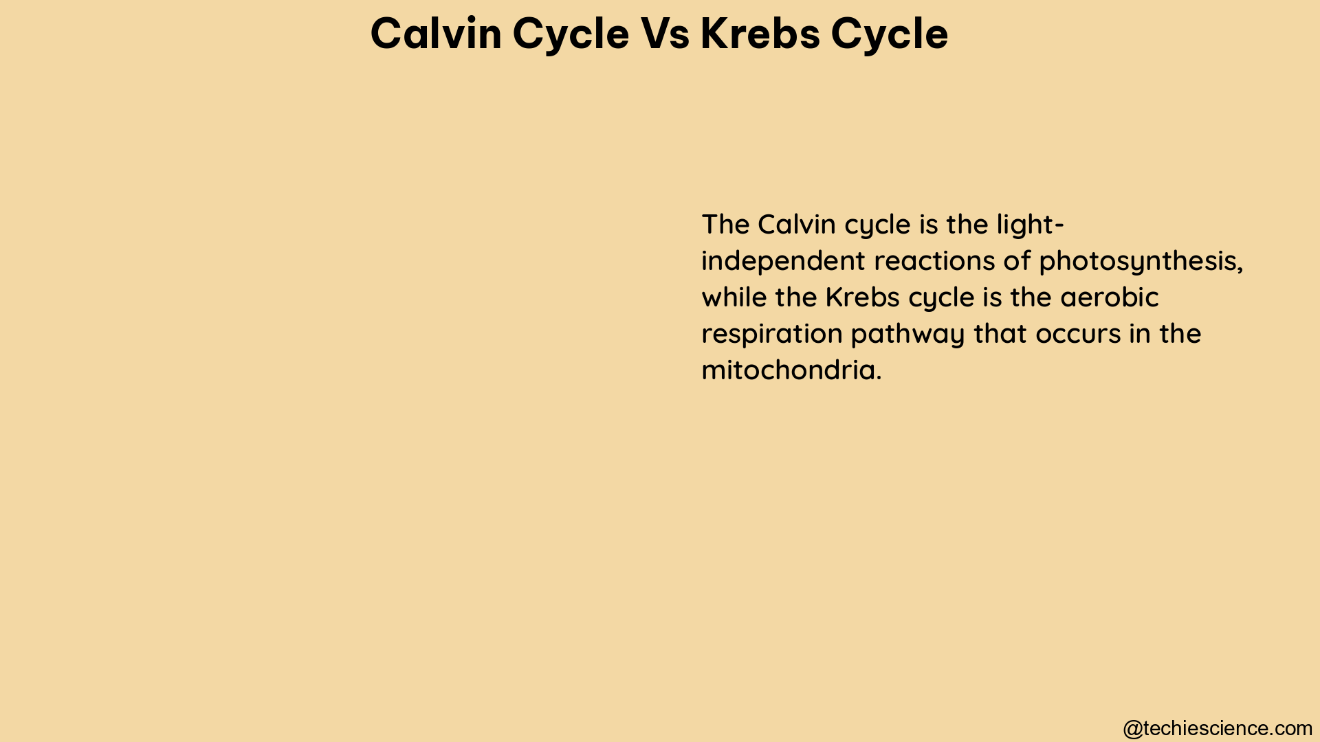 calvin cycle vs krebs cycle