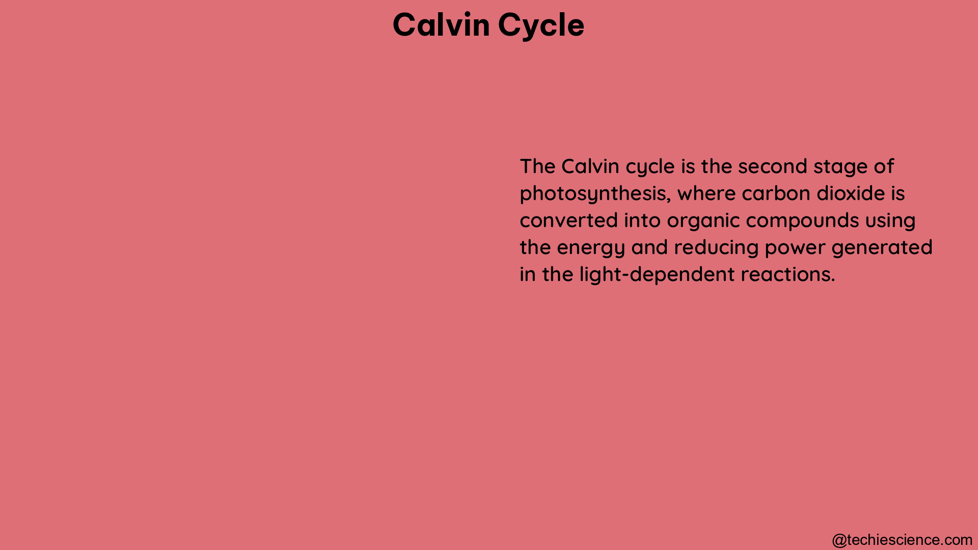 calvin cycle