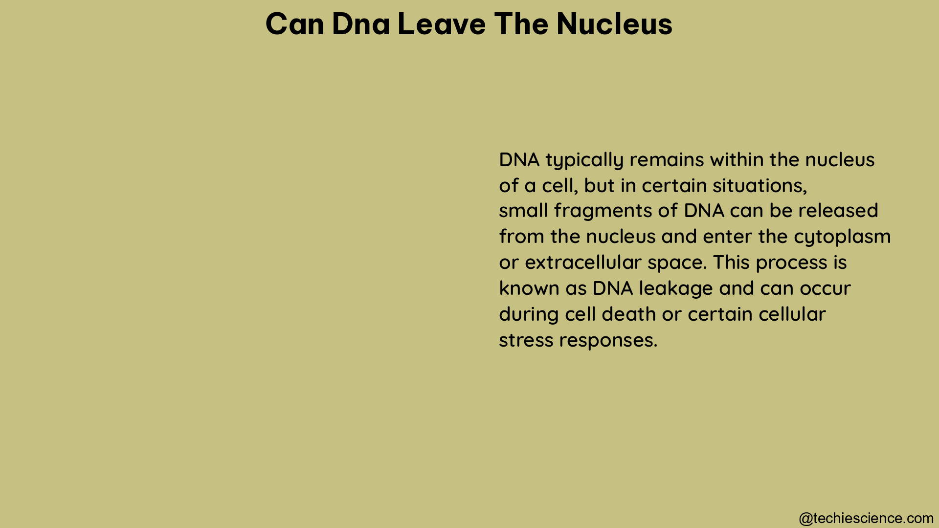 can dna leave the nucleus