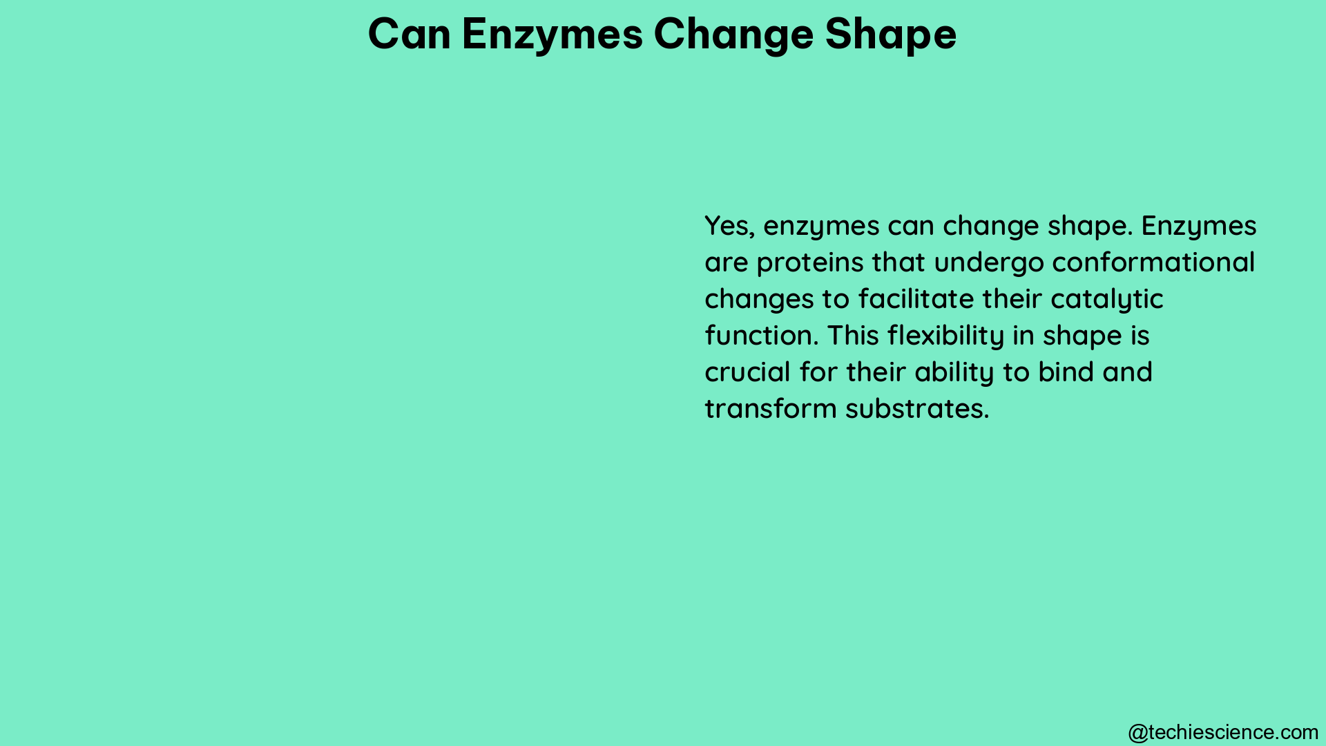 can enzymes change shape