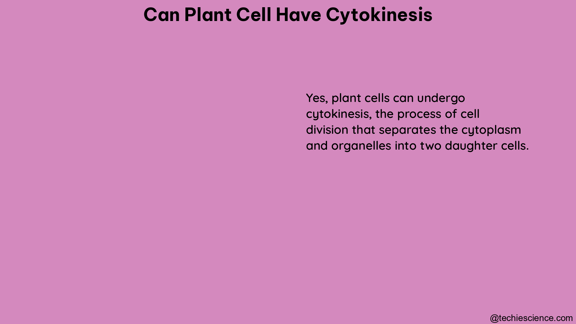 can plant cell have cytokinesis