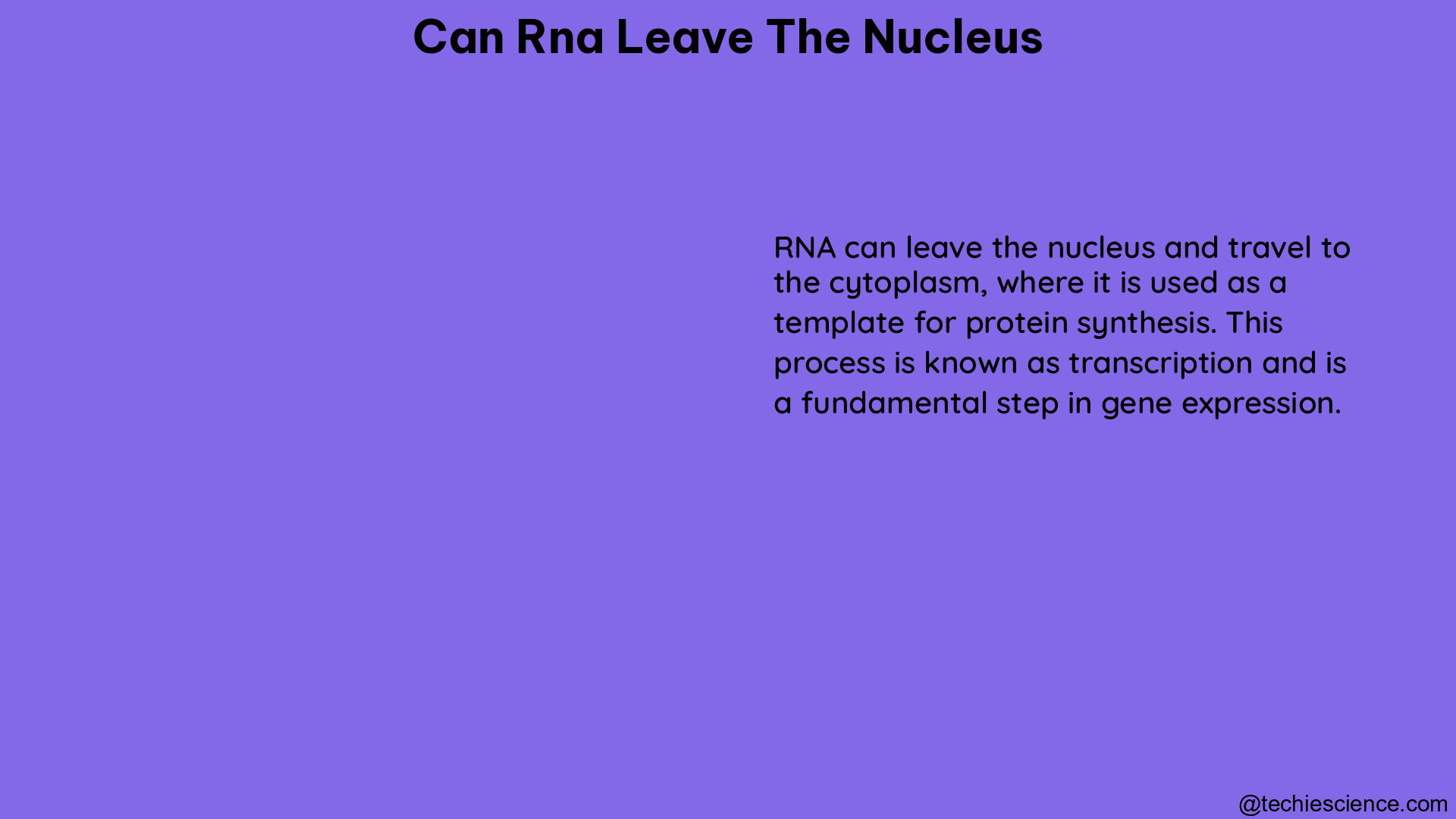 can rna leave the nucleus