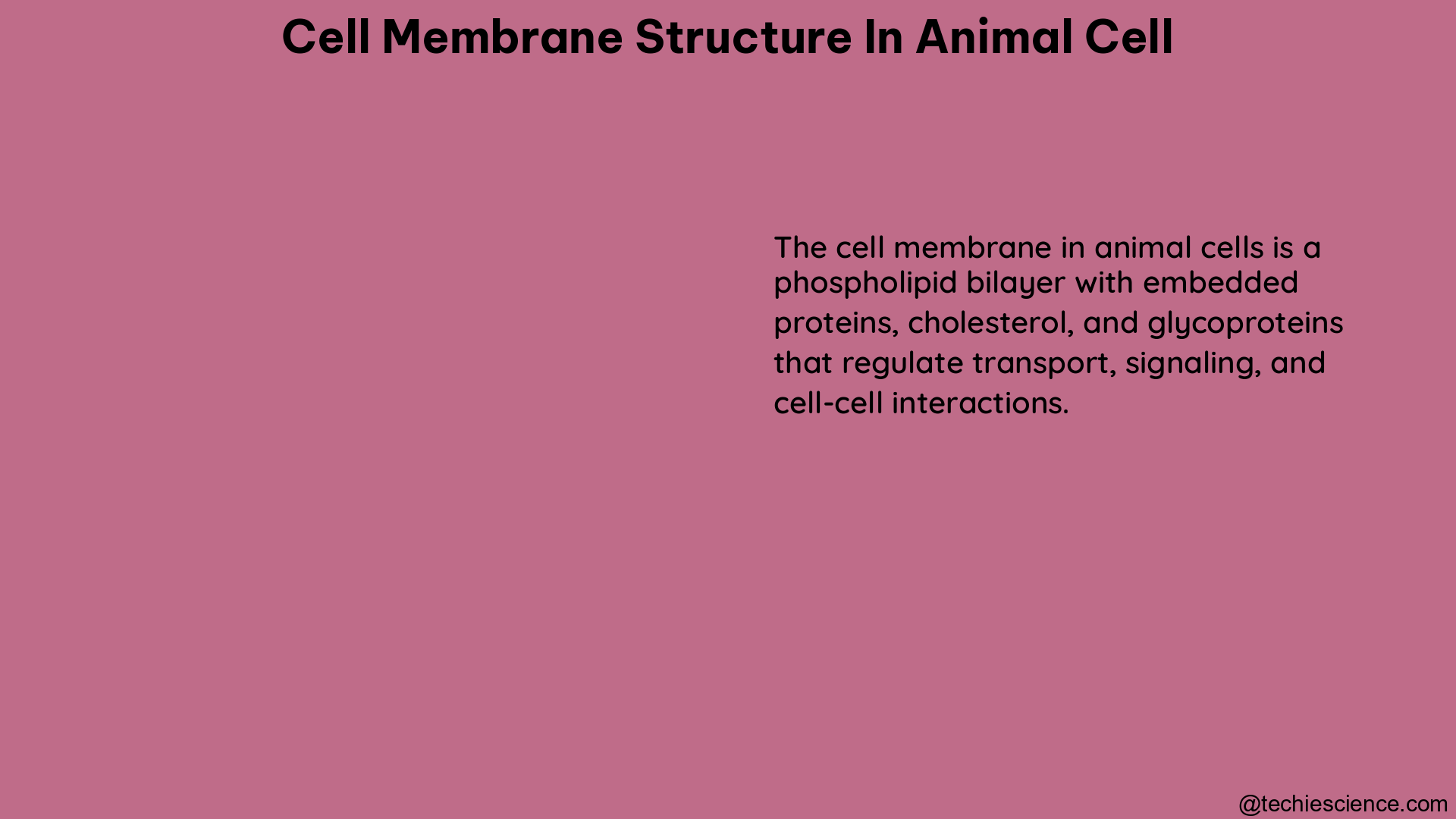 cell membrane structure in animal cell