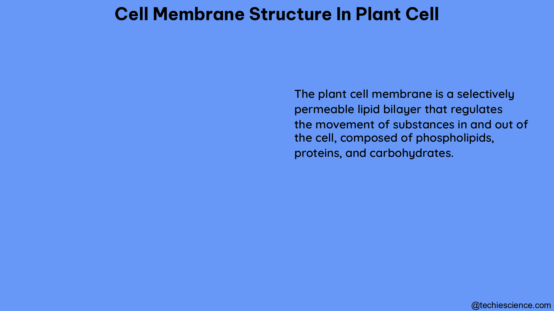 cell membrane structure in plant cell