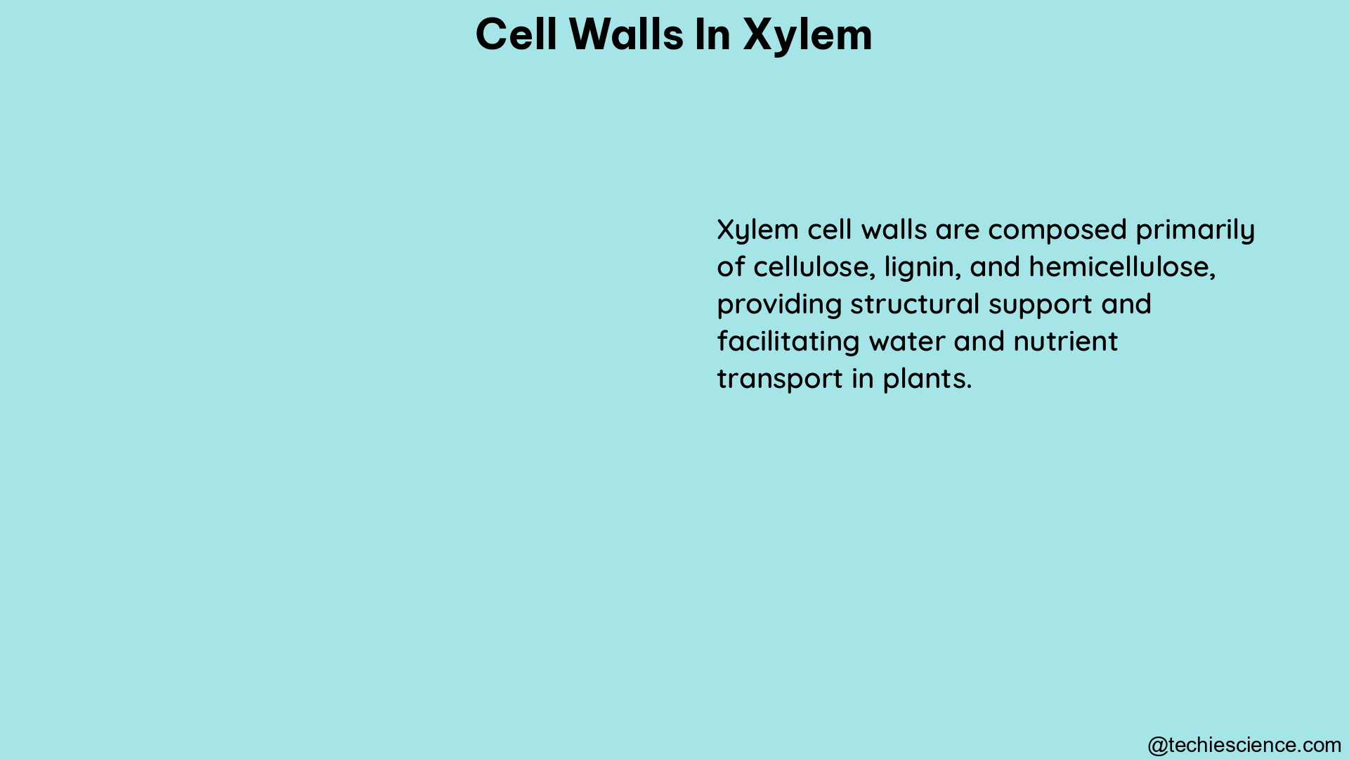 cell walls in xylem