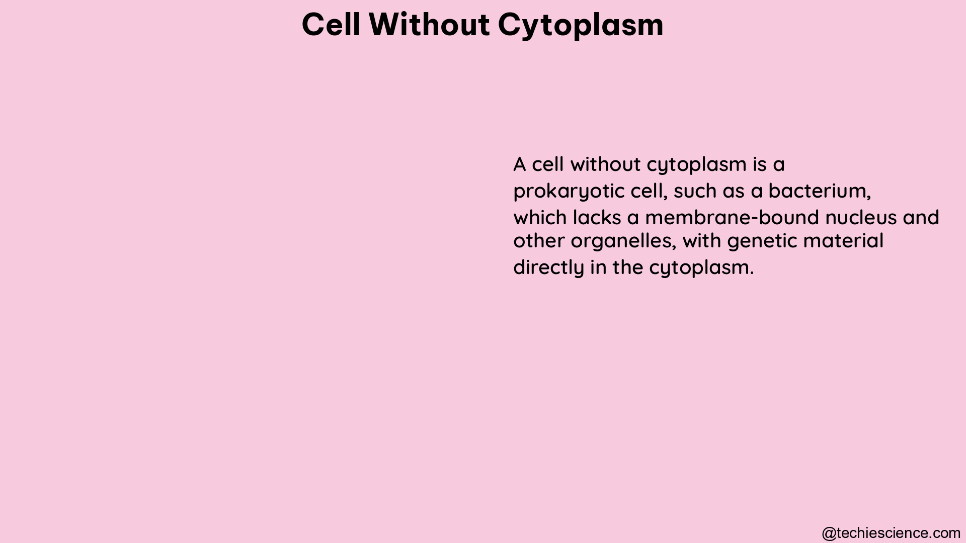 cell without cytoplasm