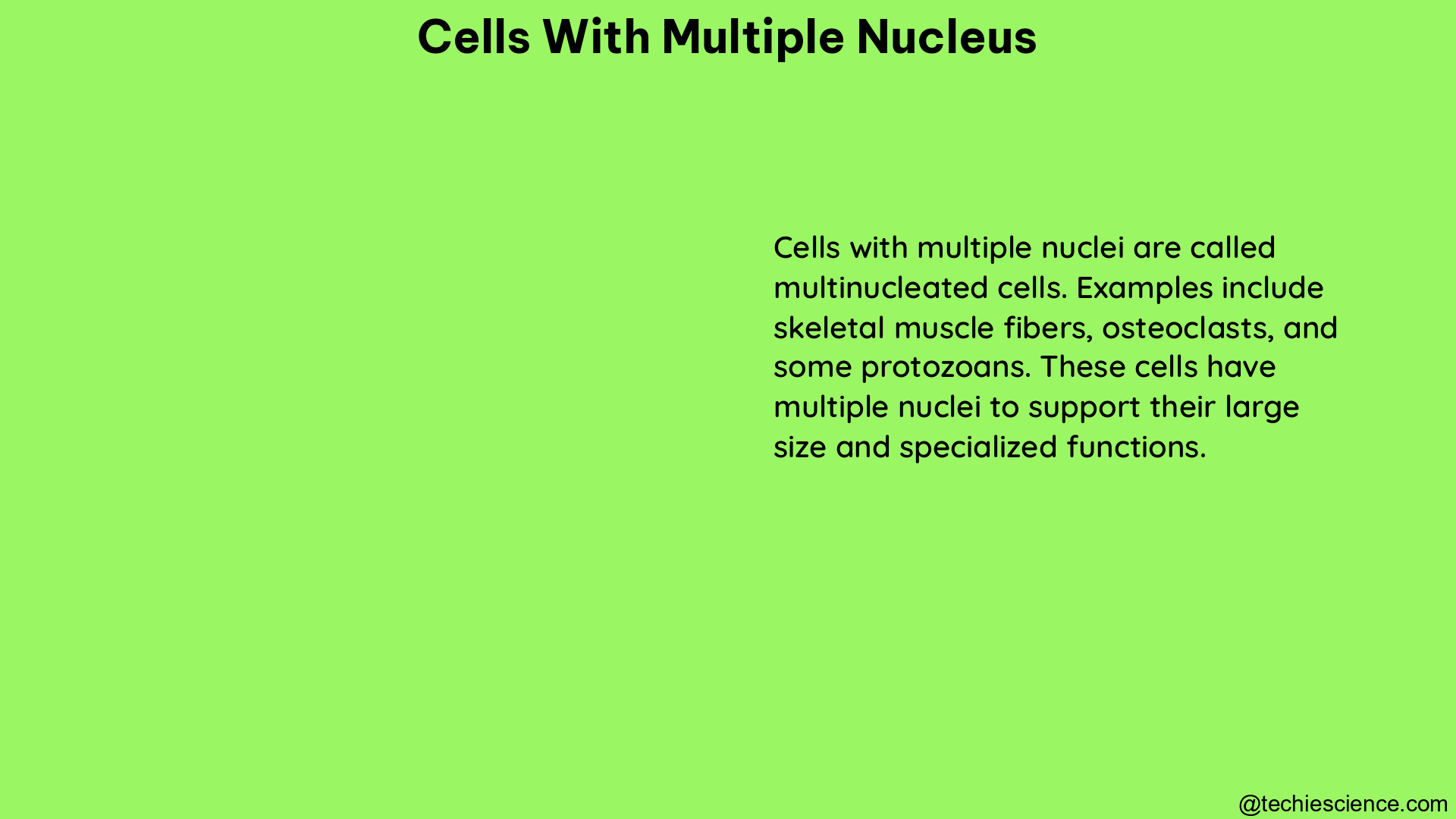 cells with multiple nucleus