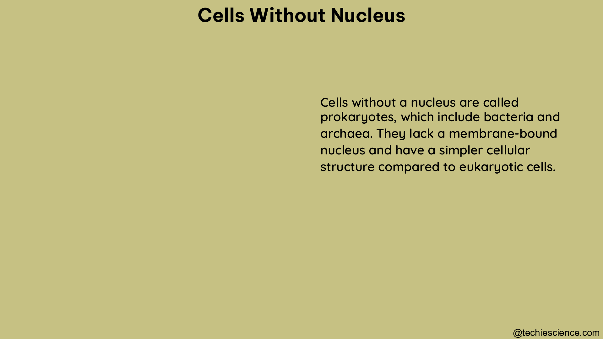 cells without nucleus