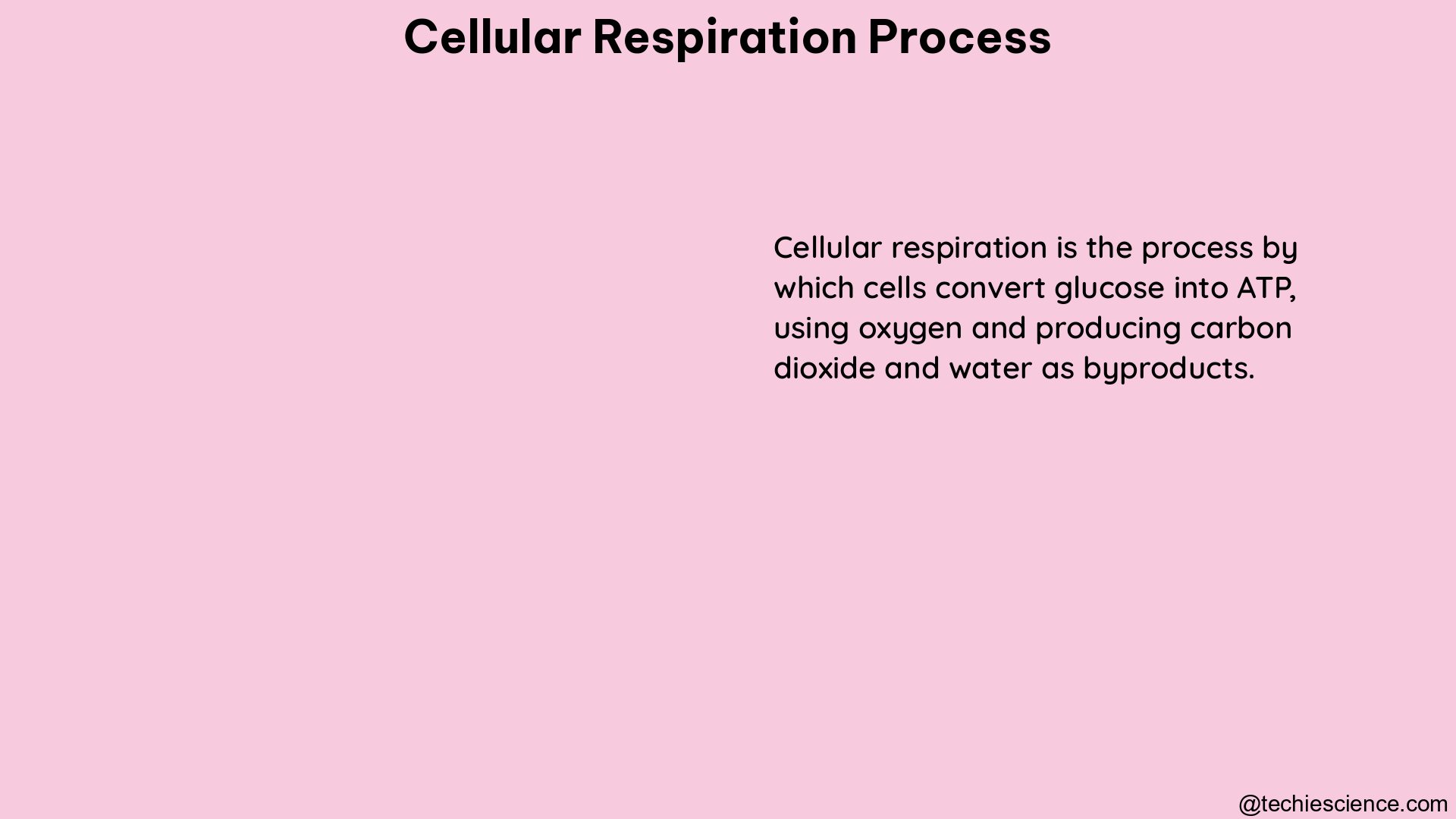 cellular respiration process