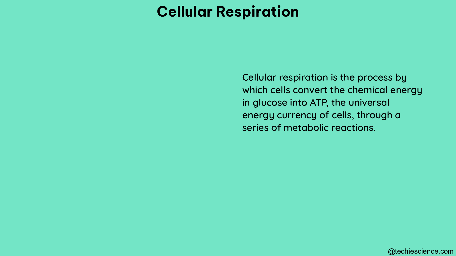 cellular respiration