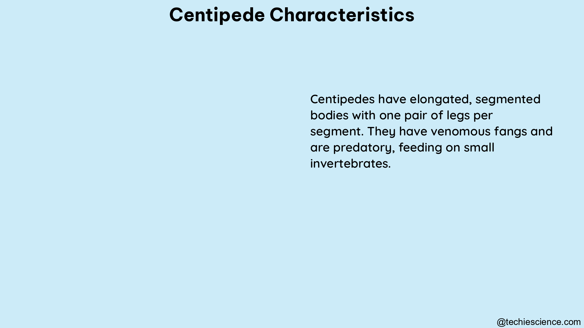 centipede characteristics