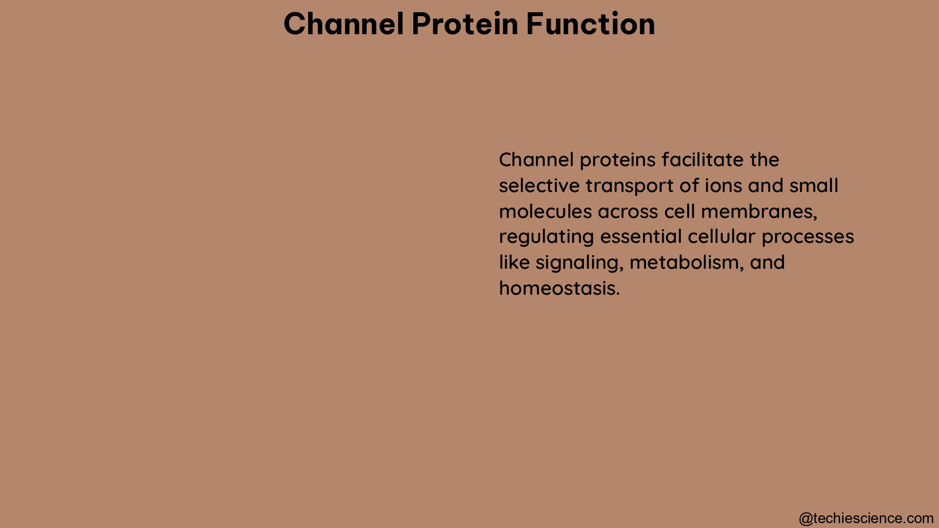 channel protein function