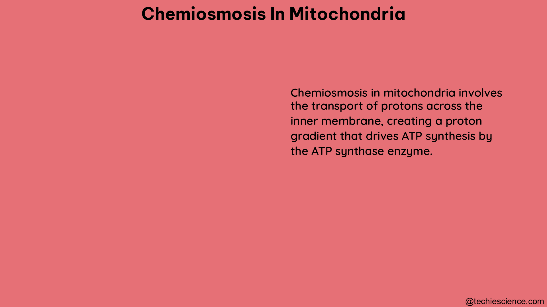 chemiosmosis in mitochondria