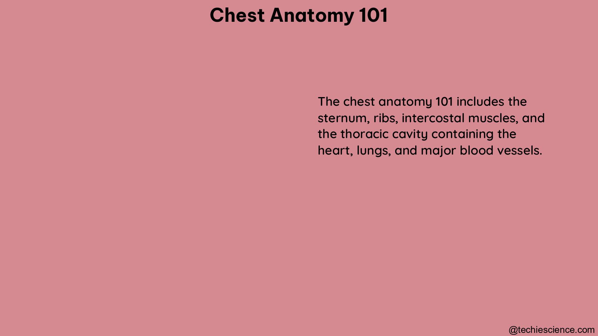 chest anatomy 101